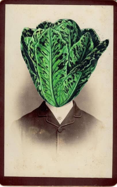 Lactuca sativa, from the series: The Secret History of Plants, 2019. Collage, 16,5 x 11cm.